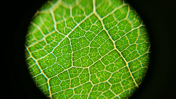 Green Leaf Analysis 