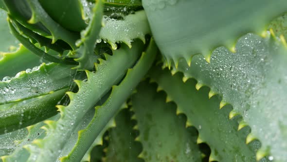 Aloe Vera Dew Rain Water Drops Fresh Wet Moist Plant Leaves Spiderweb or Web