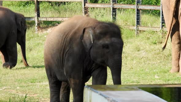 Baby elephant's funny walking in the zoo. alt