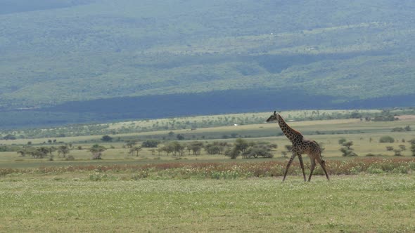 Big giraffe walking on the plains of Ngorongoro Tanzania alt