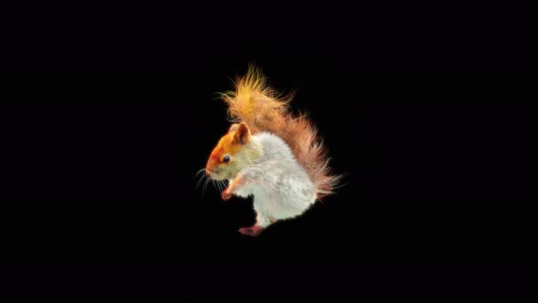 Squirrel Dancing 4K alt
