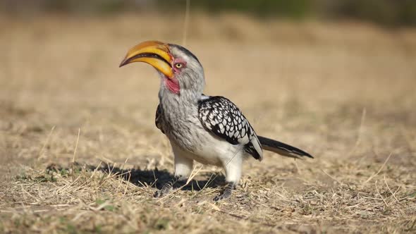 Yellow Billed Hornbill alt