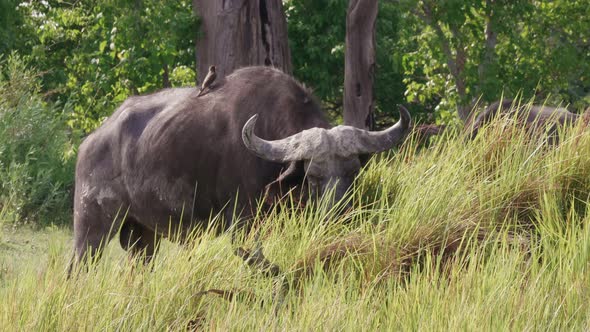 African Buffalo Bull With Red-billed Oxpecker Feeding On The Fresh Green Grass In Okavango Delta, Bo alt