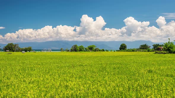 Panorama on stunning landscape and lush green rice fields in Sulawesi, Indonesia alt