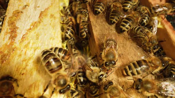 Bees Family Working on Honeycomb in Apiary alt