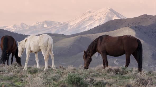Wild horses grazing on hill top at sunrise. alt