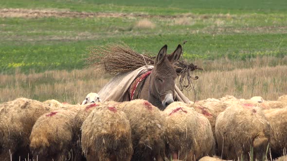 Donkey Between Sheep Herd in Meadow alt