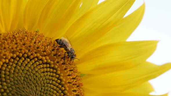 Details of Helianthus plant with insect 3840X2160 UltraHD footage - Close-up of bee and sunflower 21 alt
