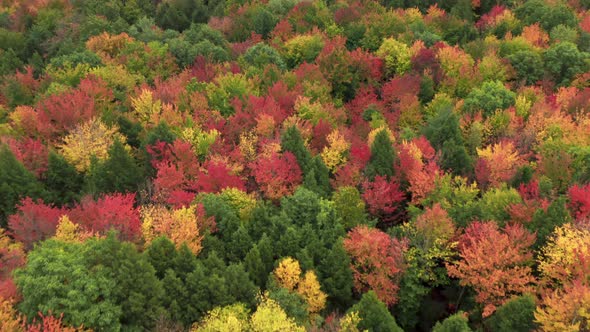 Magnificent Rural Scenery of Red Foliage Greenwood Colorful Vibrant Treetops alt