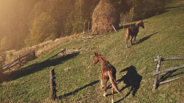 Horse at Sun Mountain Aerial alt