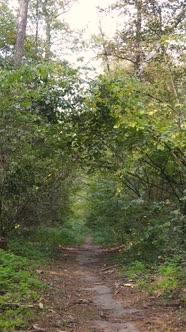 Vertical Video Trees in the Autumn Forest in the Afternoon alt