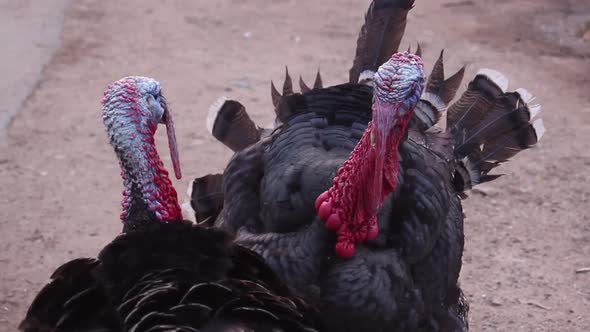 Two turkey fighting, looking at each other, country farm, handheld, day alt