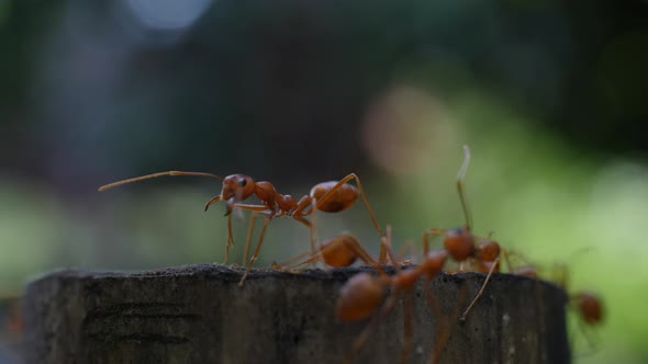 Red ant action walking in the nature alt