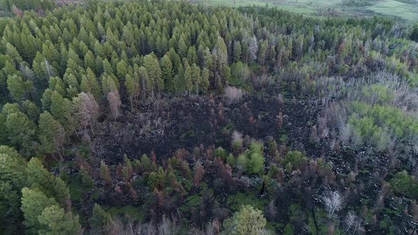 Flying over burn scar from Idaho wildfire in 2018 the following year alt