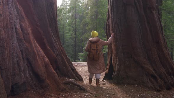 Camera Following Traveller Woman on Trip or Nature Adventure in Sequoia Forest alt