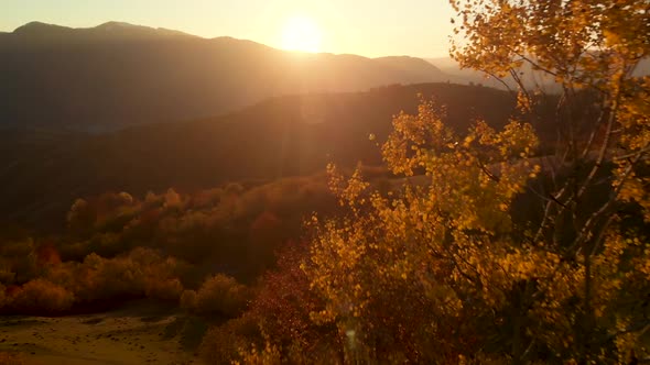 Drone Flying Backwards Close to Tree Covered in Golden Leaves at Sunset