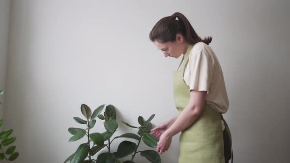 Professional Florist Inspects a Green Plant