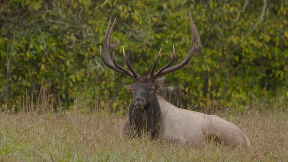 a bull elk bedded down alt