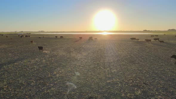 Static aerial of many cows walking and running on field at golden hour alt