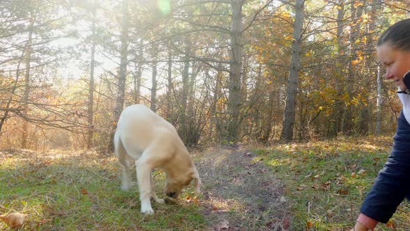 A Big Puppy Plays with Cones in the Forest