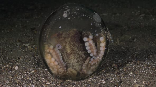Coconut Octopus (Amphioctopus marginatus) hiding in glass jar at night, wide angle shot alt