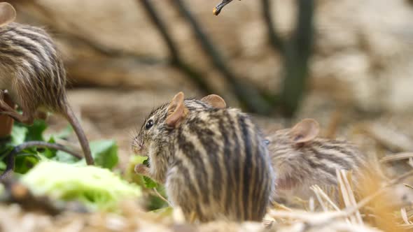 Group of cute Stripped Grass mouse eating green salad in zoo,close up alt