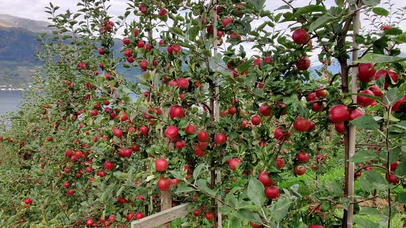 Fruit trees filled with loads of red ripe apples - Panning left from apple trees to reveal hardanger alt