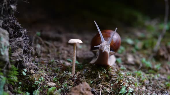 Helix Pomatia Also Roman Snail, Burgundy Snail, Edible Snail or Escargot, Is a Species of Large alt