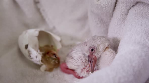 Baby flamingo lying next to egg it hatched from on towel alt