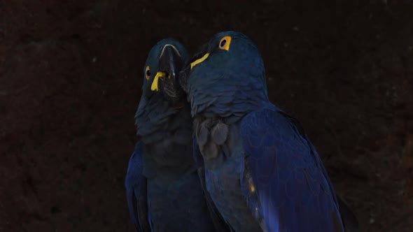 A couple of Lear`s blue Macaw in an affectionate moment. Bahia, Brazil. alt