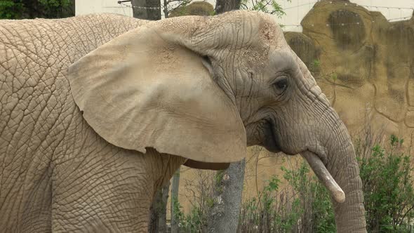 African bush elephant (Loxodonta africana)