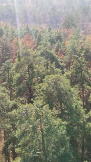Vertical Video Forest in Autumn Aerial View Slow Motion alt