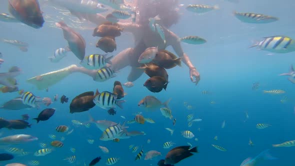 Woman Snorkelling with Many Colourful Striped Ocean Wild Fishes Enjoying Diving to the Reefs in alt