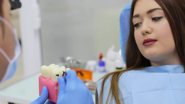 Dentist is Explaining Methods of Treatment Using Teeth Model