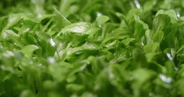 Macro Footage Growed Leaves of Salad Microgreens Vertical Farming Greens Vitaminized Superfood Home alt