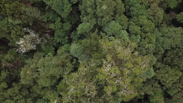 Top-down rainforest aerial view