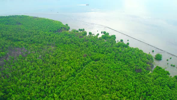 Aerial view over beautiful mangrove jungle alt