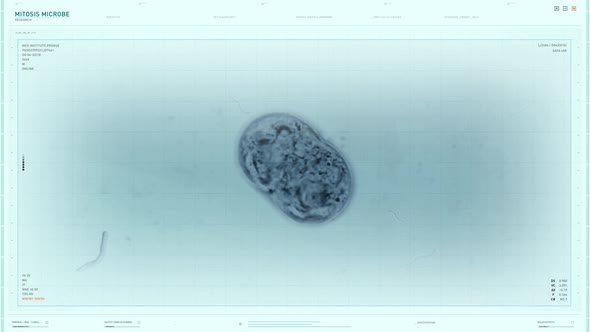 Bacteria Cell Mitosis Under Microscopic Study In Modern Scientific Software alt