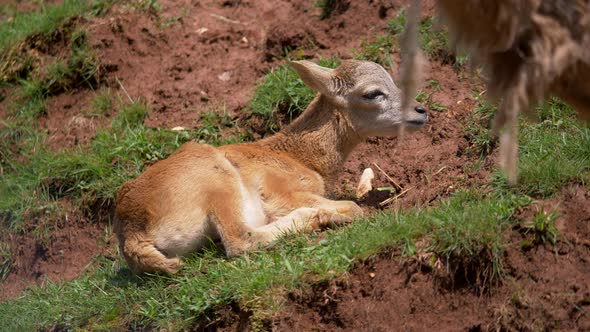 Young European Mouflon Sheep resting between grass and soil in summer,slow motion alt