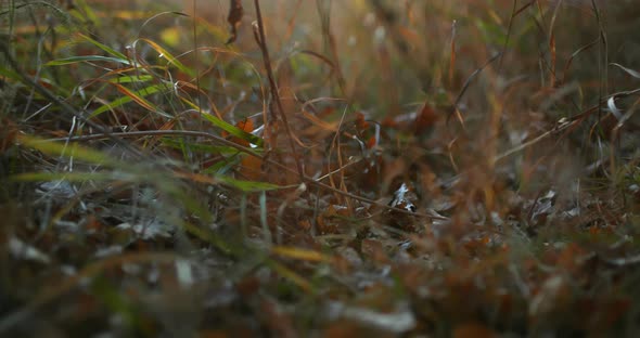 Closeup Leaves Lie in the Grass in Autumn