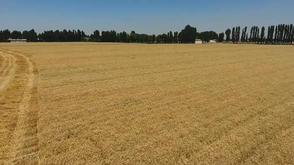 Flight over the Wheat Field. alt