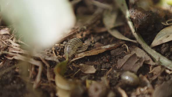 wood louse eating on the dirt alt