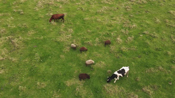 High Aerial Drone Flying Over Field and Herd of Grazing Cows