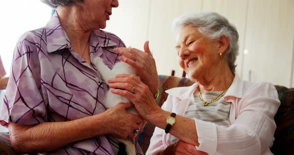 Senior women stroking kitten on armchair at retirement home 4k alt