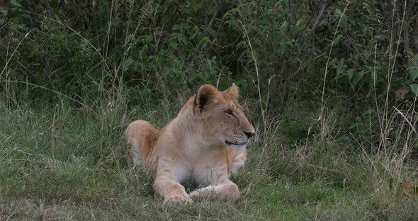 952008 African Lion, panthera leo, Cub Yawning, Nairobi Park in Kenya, Real Time 4K alt