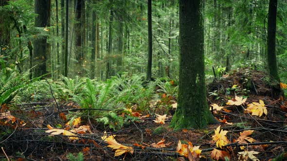 Moving Past Forest With Fall Leaves On Ground alt