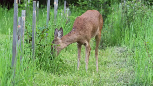 Roe deer on green meadow. Wild roe deer in nature, Capreolus capreolus. alt