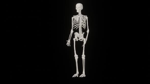 Skeleton Human Body alt