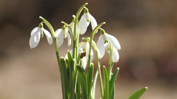 White Snowdrop Flowers