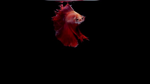 Siamese Fighting Fish Betta Splendens alt
